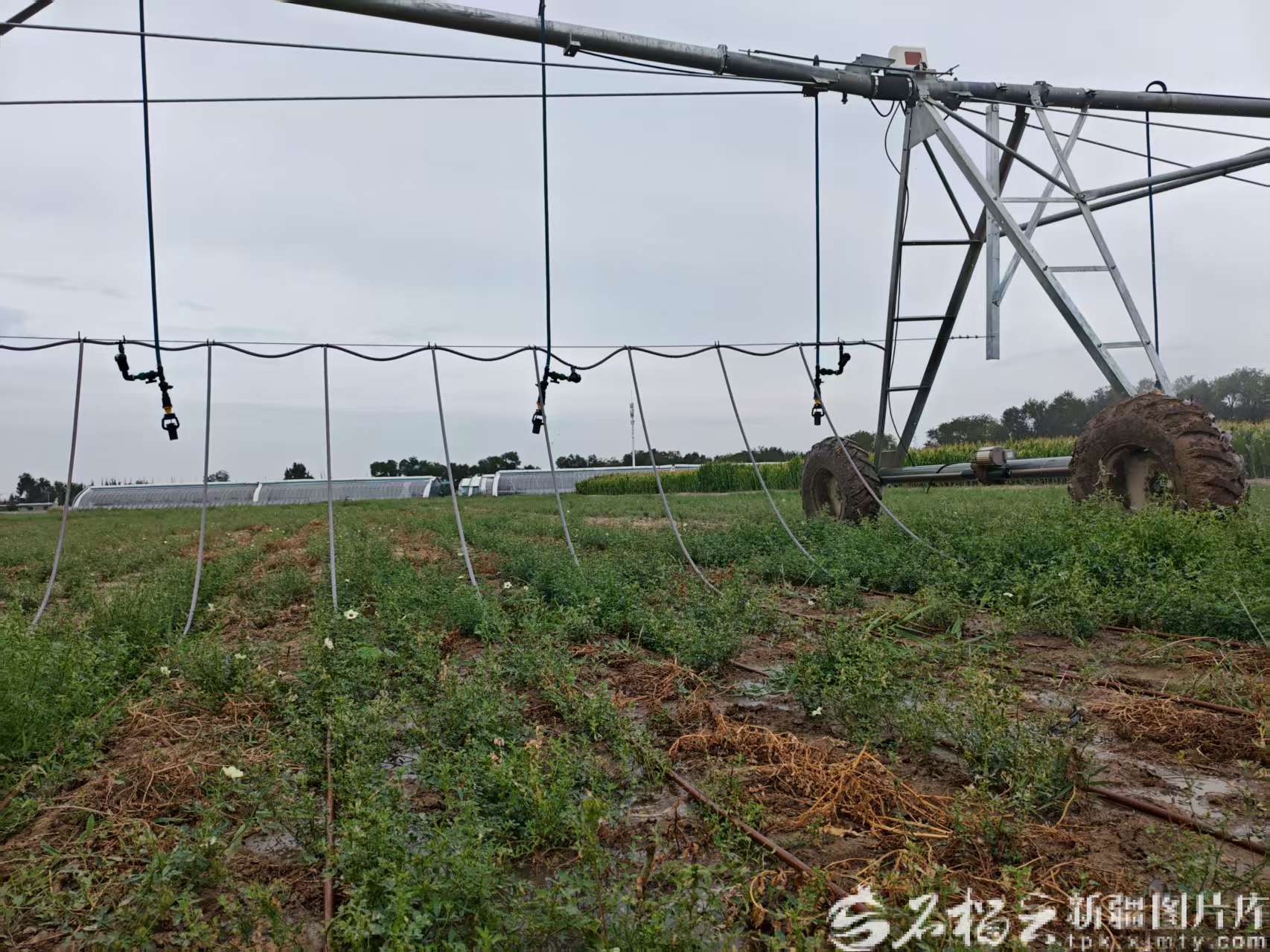 新疆建成首个跨学科农业节水试验基地